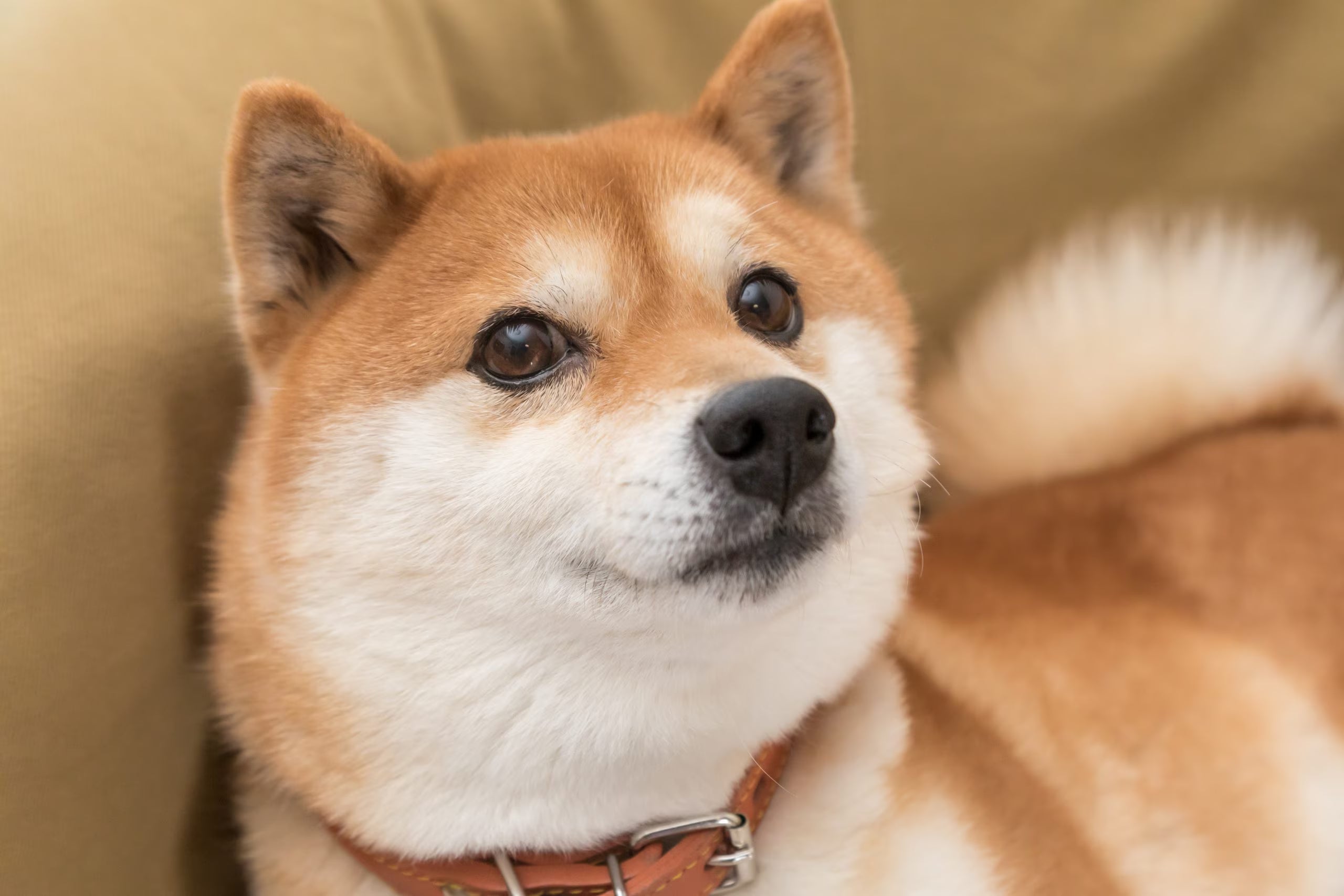 files/202105shiba-inu-1214044812-scaled-1.avif